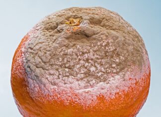 Po jakim czasie gnije drewno?