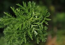 Kiedy powinno się bielić drzewka?