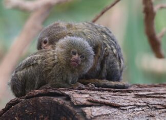 Jak się nazywa najmniejsza Skoda? Jak się nazywa najmniejsza Skoda?