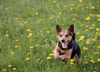 Jaka wylewka na matę grzewczą?