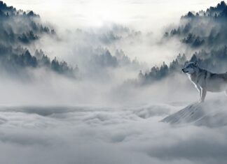 Czy mróz wyciąga wilgoć z drewna?