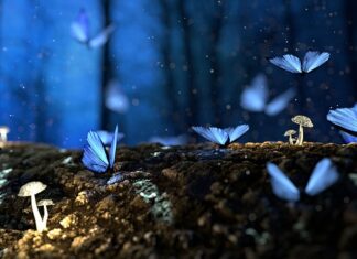 Czy drewno z akacji jest twarde?