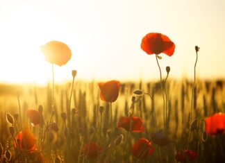 Czym się różni mąka 450 od 650?