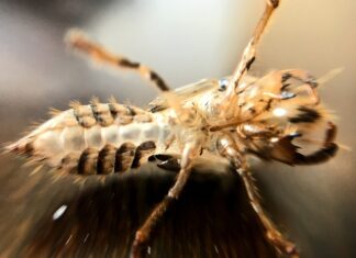 Co stuka w zawieszeniu?