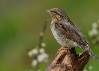 Co to jest sztywność zawieszenia?