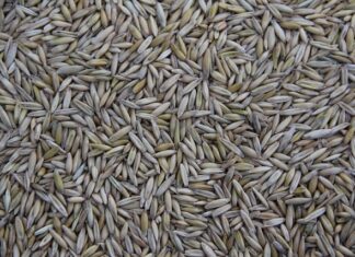 Kto produkuje kanapy dla Agata Meble? Kto produkuje kanapy dla Agata Meble?