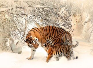 Gdzie nie wolno instalować mat grzewczych?