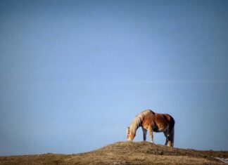 Od czego pęka docisk sprzęgła? Od czego pęka docisk sprzęgła?