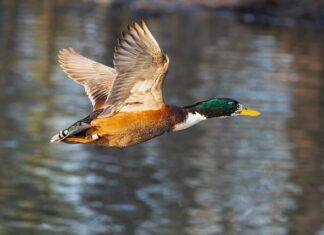 Jak zmieścić wszystko w małej kuchni?