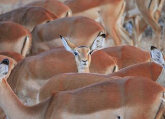 Co się stanie jak pęknie wahacz?