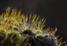 Dlaczego mchy mogą gromadzić wodę? Dlaczego mchy mogą gromadzić wodę?