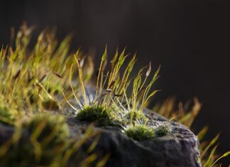 Dlaczego mchy mogą gromadzić wodę?