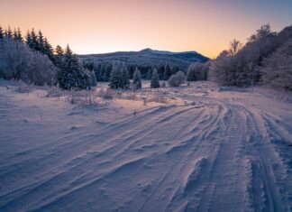 Co można zrobić z opony do ogrodu?