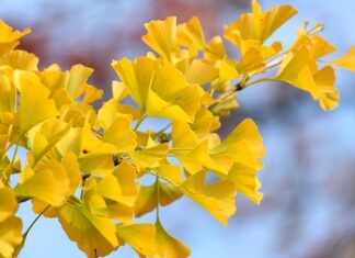 Czy po włączeniu klimatyzacji włącza się wentylator?