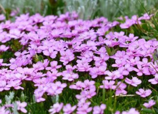 Ile potrzeba mchu chrobotka na metr kwadratowy?