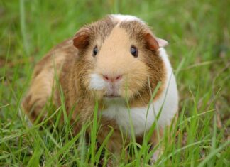 Co lepsze dla świnki morskiej trociny czy żwirek?