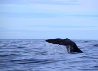 Jaka jest najlepsza grubość materaca?